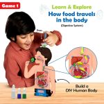 Food Body & Nutrition - Human Body STEM Toy Game Building Set - Smartivity - Image 3